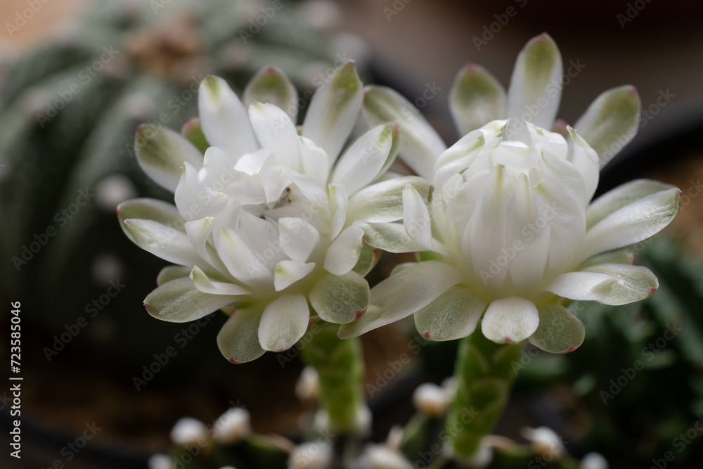 Gymnocalycium LB 2178 cactus flower blooming close up. Gymnocalycium LB 2178 cactus flower blooming close up.