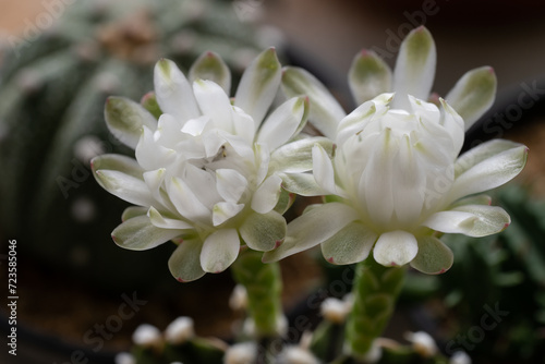 Gymnocalycium LB 2178 cactus flower blooming close up.