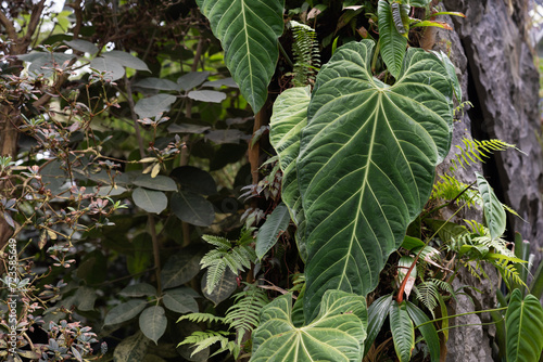 Anthurium Marmoratum, Anthurium Queremalense, Anthurium Metallicum growing in the rain forest. Anthurium plant foliage background. Anthurium growing vertical photo