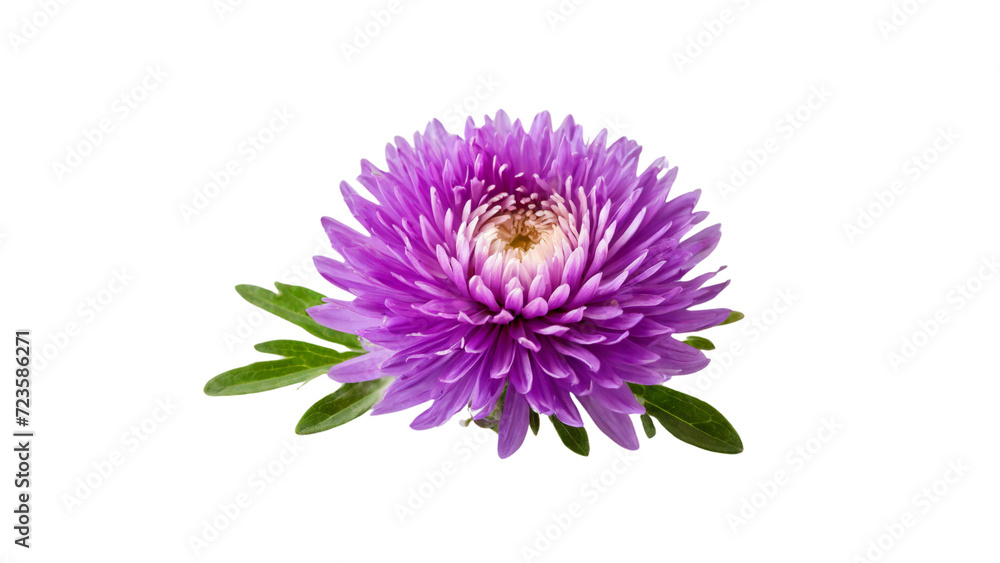 Purple flower isolated on transparent