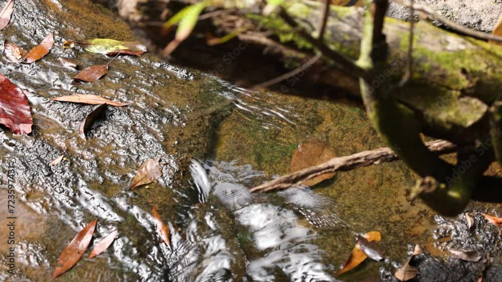 Stream Flow Through Autumn Leaves