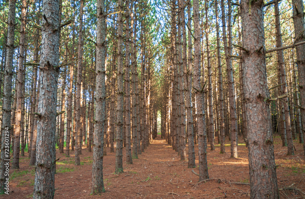 Obraz premium Tree Groove at Tionesta Lake in the rugged hills of northwestern Pennsylvania