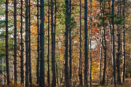 Tree Groove at Tionesta Lake in the rugged hills of northwestern Pennsylvania