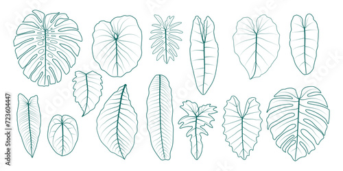 Leaf of ornamental plants on a white background. Monstera and Philodendron leaf lines. The leaves of tropical plants are commonly used as decorations for their beauty.