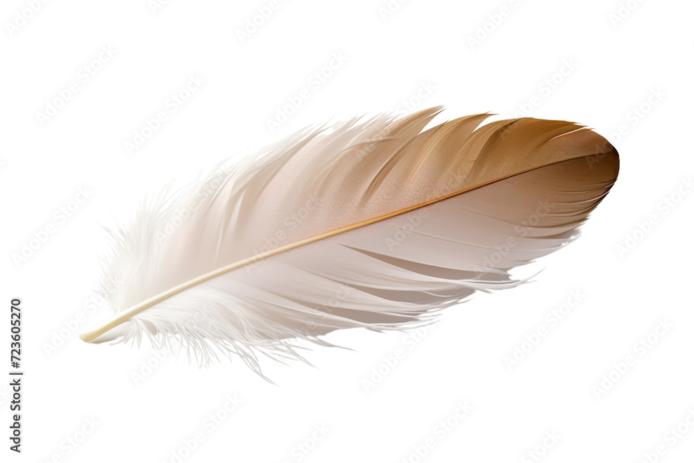 Bird feather png transparent background Bird feather png transparent background