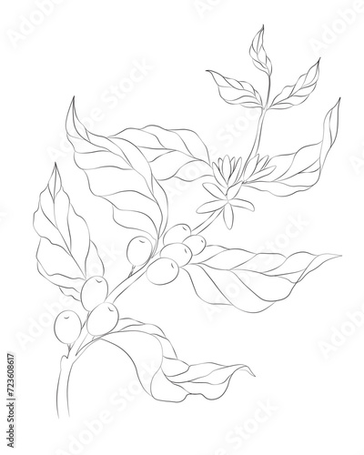 Sketch of a coffee sprig, with berries and flowers. Vector stock drawing.
