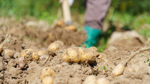 Potato close-up on ground, woman farmer in background. Planting potatoes for May holidays in Russia, Subsidiary farming and personal farming