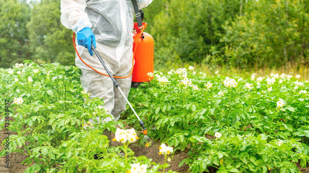 Fototapeta premium Plant protection against pests and diseases, A man in a white protective suit treats plants with a spray bottle