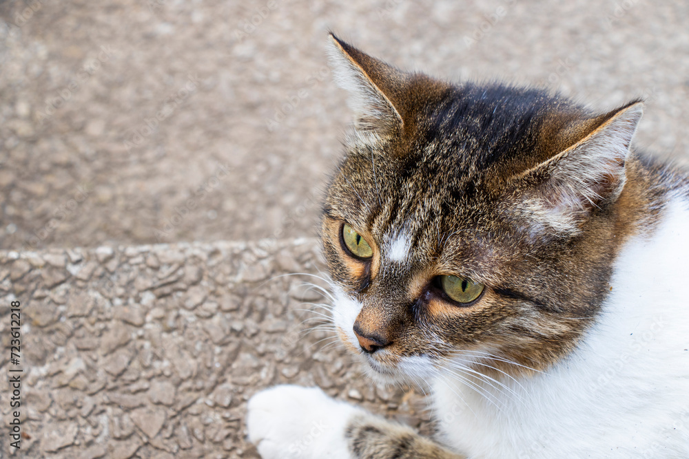 Fototapeta premium Cat portrait