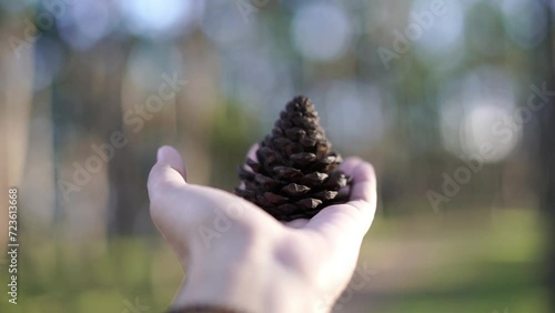 hand holding pinecone in the middle of blurred bokeh background of pine forest