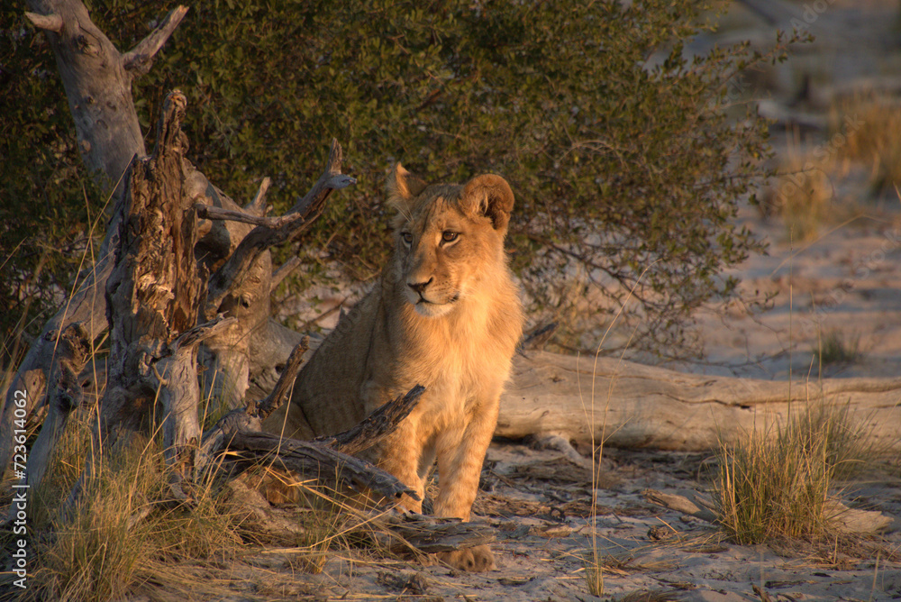 Lion Cub Lion Cub