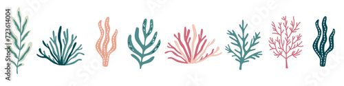 Vector collection of colorful corals. Underwater plants on white background . Vector illustration © Alena