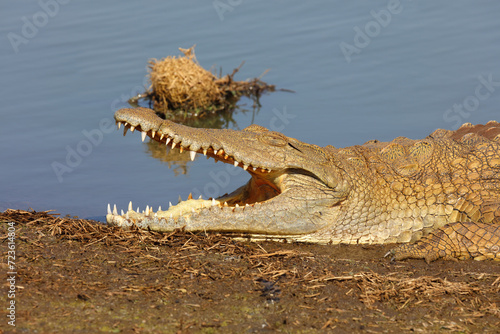 Nilkrokodil / Nile crocodile / Crocodylus niloticus.. photo