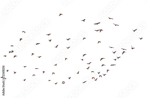 white background birds on sky  © siddik