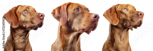 Vizsla Dog Headshot Set Isolated on Transparent or White Background, PNG
