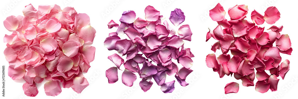 Pink Rose Petals Set Isolated on Transparent or White Background, PNG