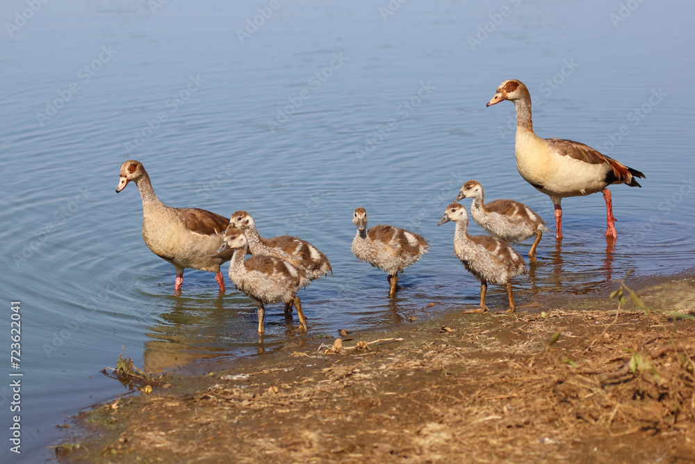 Nilgans / Egyptian goose / Alopochen aegyptiacus. Nilgans / Egyptian goose / Alopochen aegyptiacus.