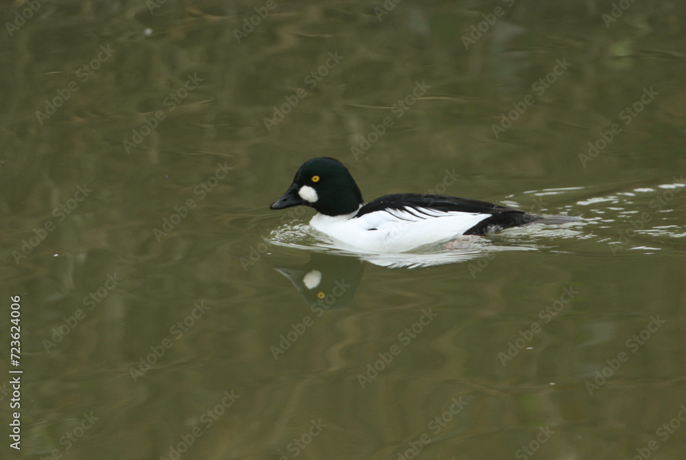 A male Goldeneye, Bucephala clangula, swimming on a river. A male Goldeneye, Bucephala clangula, swimming on a river.