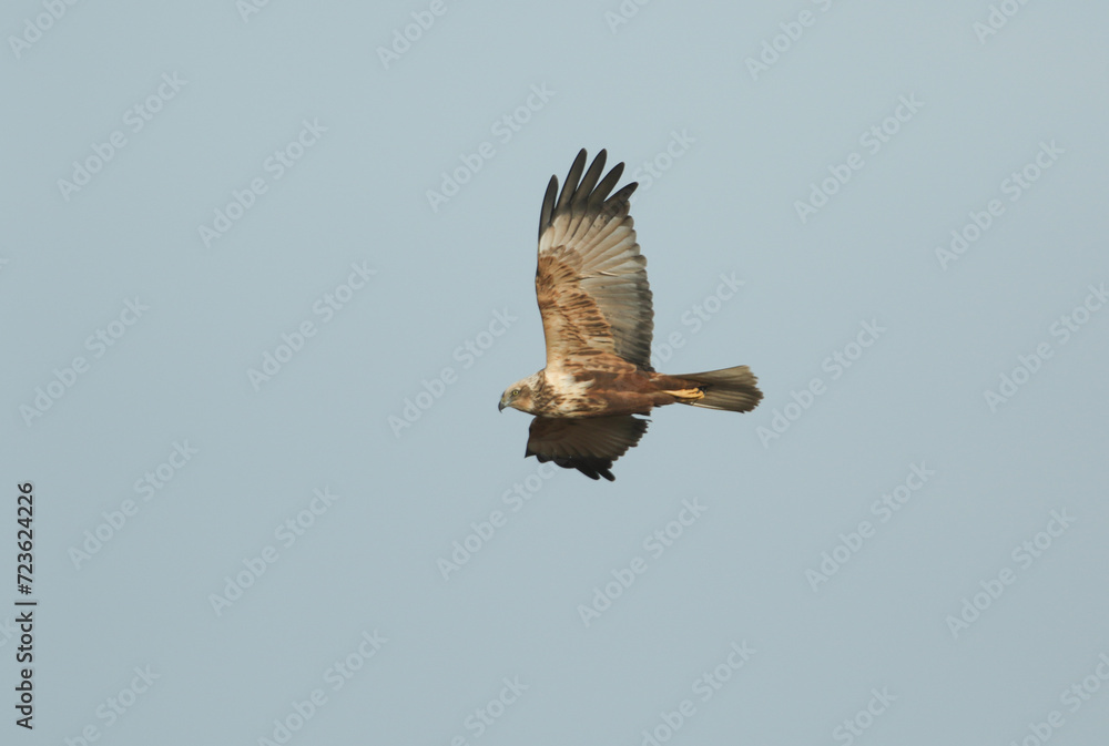 Obraz premium A Marsh Harrier, Circus aeruginosus, flying over a marshy area hunting for food. 