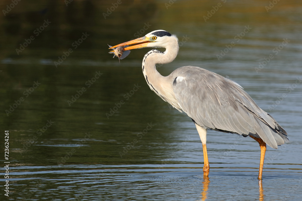 Afrikanischer Graureiher / Grey heron / Ardea cinerea.. Afrikanischer Graureiher / Grey heron / Ardea cinerea..