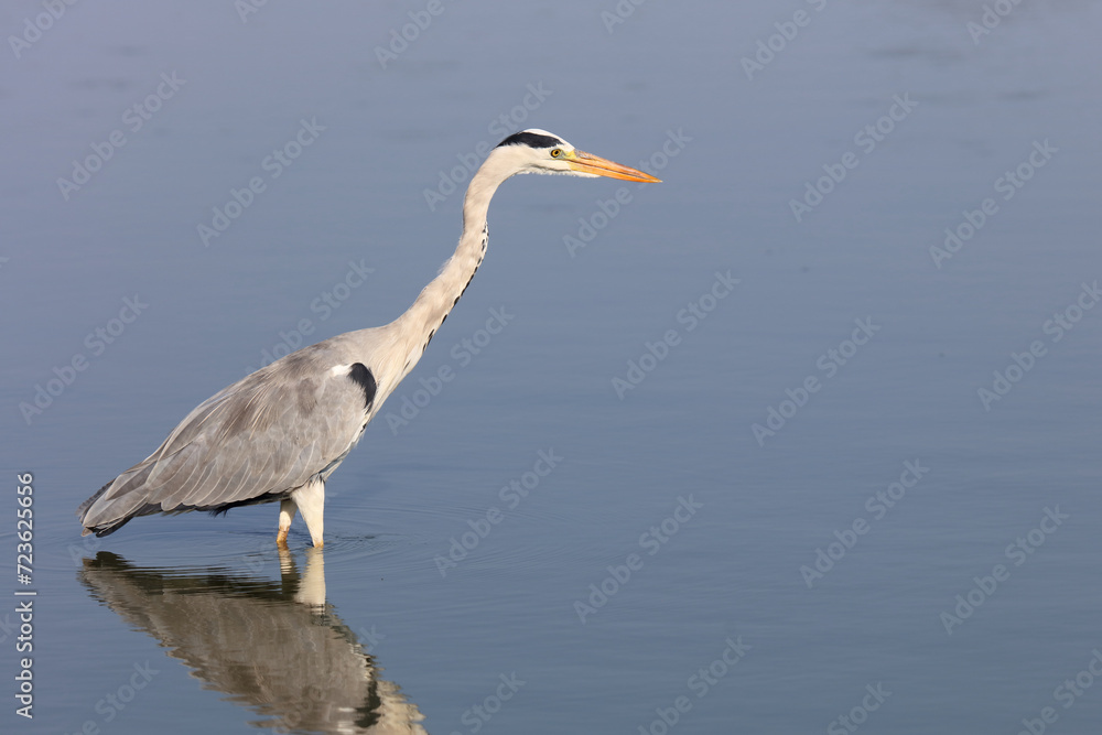 Afrikanischer Graureiher / Grey heron / Ardea cinerea Afrikanischer Graureiher / Grey heron / Ardea cinerea
