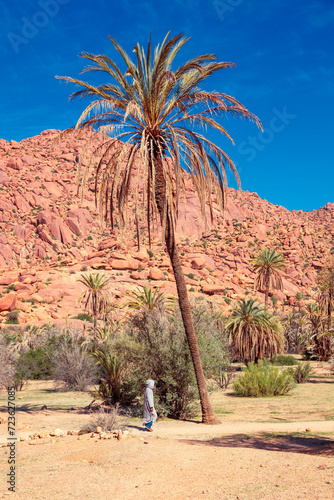 Palm tree in oasis in Morocco