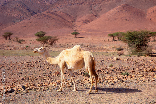 young camel in the steppes