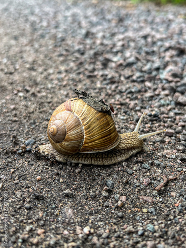 garden snail on a rocky road