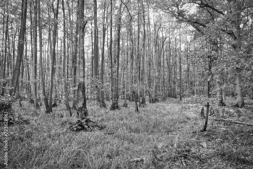 Fototapeta Naklejka Na Ścianę i Meble -  View into a deciduous forest with grass-covered forest floor in black and white