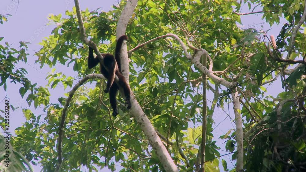 A wild Woolly monkey, Lagothrix, resting on a branch in the Amazon rainforest, Ecuador, South America. A wild Woolly monkey, Lagothrix, resting on a branch in the Amazon rainforest, Ecuador, South America.