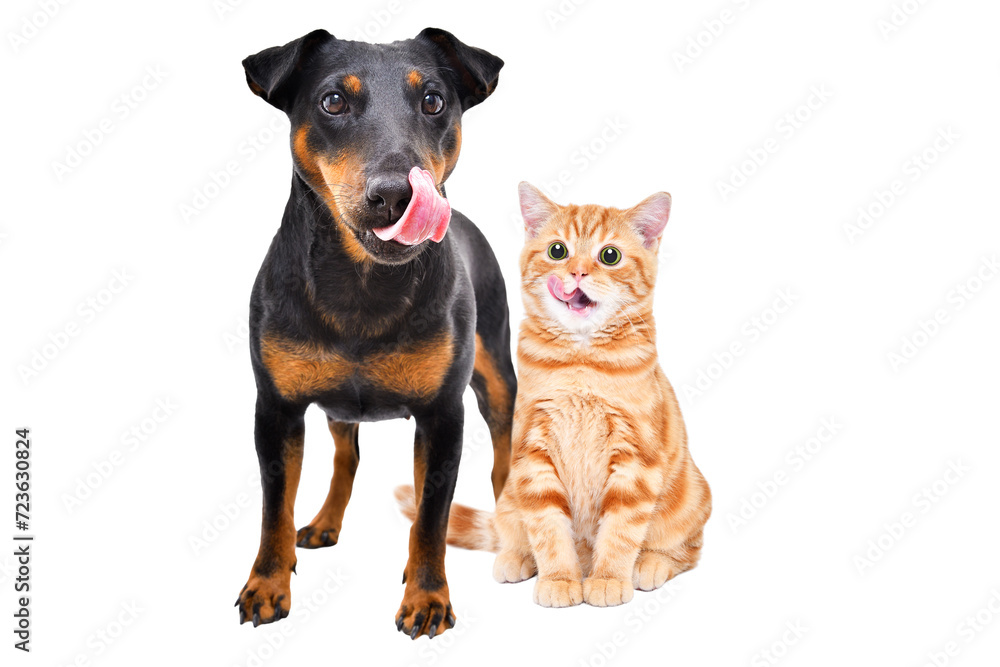 Funny dog breed Jagdterrier and cheerful kitten Scottish Straight licks together isolated on white background