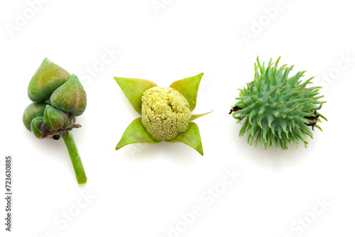 Three stages of Castor fruits (Ricinus communis). Isolated on a white background.