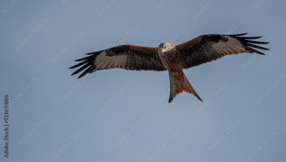 red kite looking for its next prey from the air red kite looking for its next prey from the air