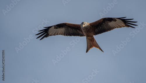 red kite looking for its next prey from the air 