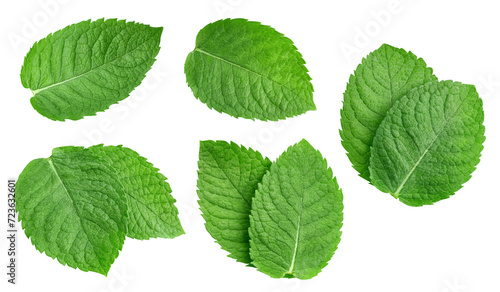 Mint leaf isolated clipping path