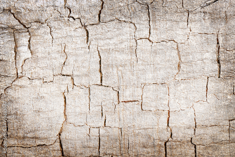 cracked bark or Tree bark texture abstract background.