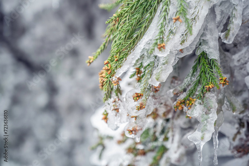 Photography Beautiful cypress trees with rime and ice hanging in winter