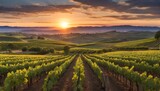 Vineyard rows at sunset, rolling hills in the background. generative AI
