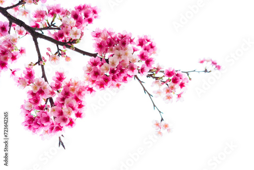 Beautiful nature pink cherry blossom (Sakura) background in spring © Kittiphan