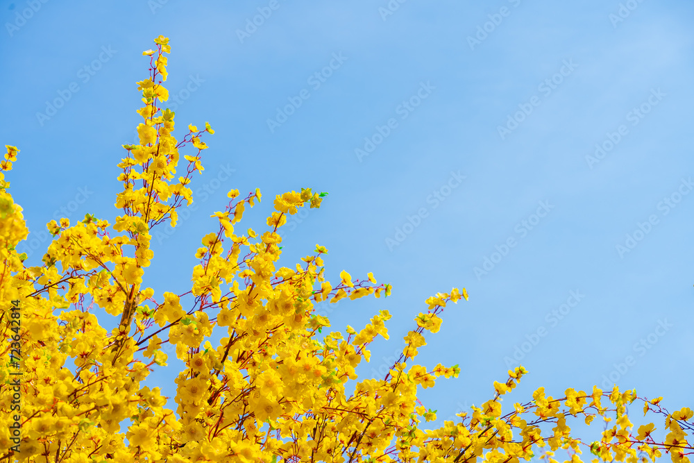 Ochna integerrima (Hoa Mai) tree with lucky money. Traditional culture on Tet Holiday in Vietnam. Text in photo mean Happy New Year and Peace. Ochna integerrima (Hoa Mai) tree with lucky money. Traditional culture on Tet Holiday in Vietnam. Text in photo mean Happy New Year and Peace.