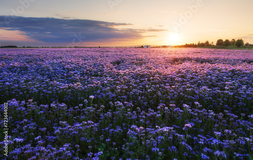 Beautiful and amazing of purple flower field landscape in sunset. Nature wallpaper background, Phacelia photo