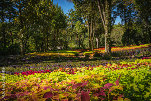 秋の森林公園に咲くコリウスの花 photo