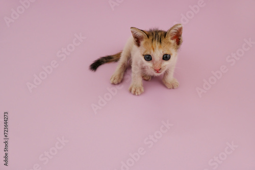 Little cute kitty sitting on pink background. Copy space for text.