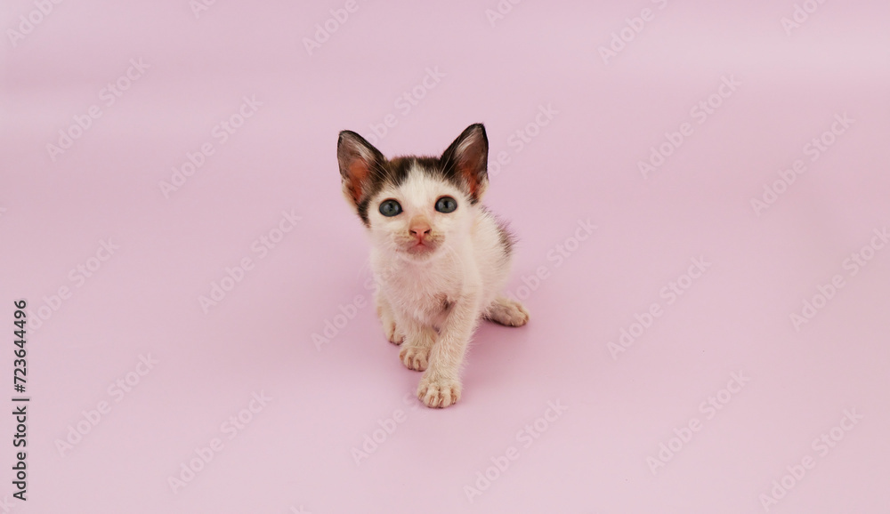 Kitten on pink background. Copy space for text. Kitten on pink background. Copy space for text.