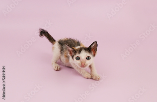 Small adorable kitten on pink background. Copy space for text.