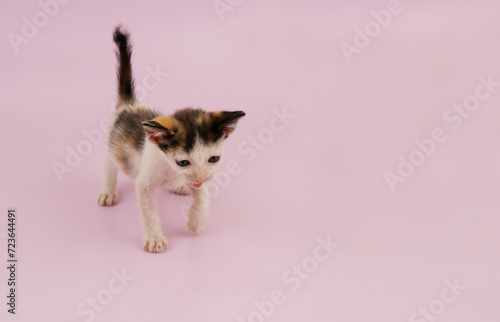 Cute kitten on pink background. Copy space for text.