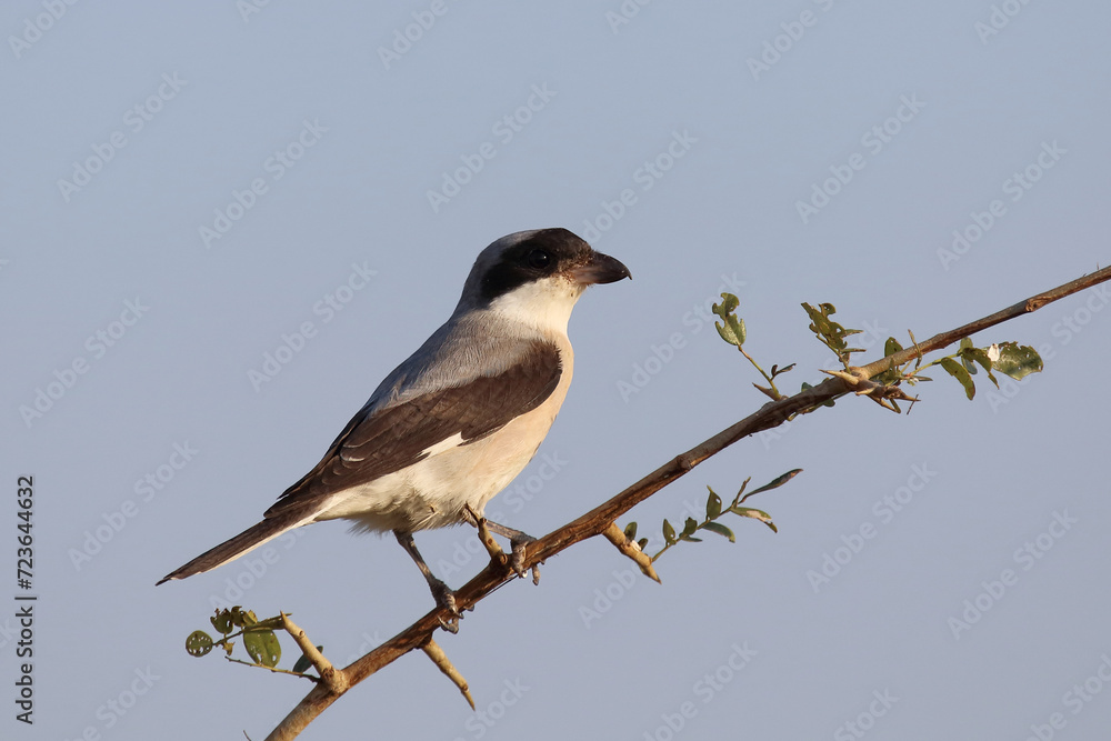 Schwarzstirnwürger / Lesser grey shrike / Lanius minor