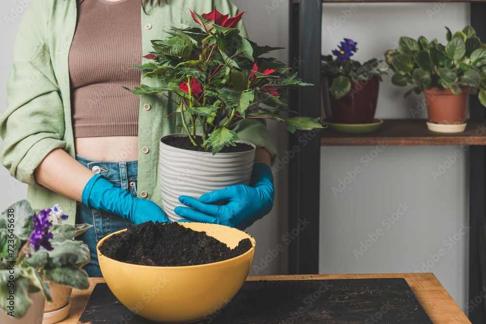 Woman's hands in gloves transplanting a houseplant poinsettia into a new flower pot on a table Woman's hands in gloves transplanting a houseplant poinsettia into a new flower pot on a table