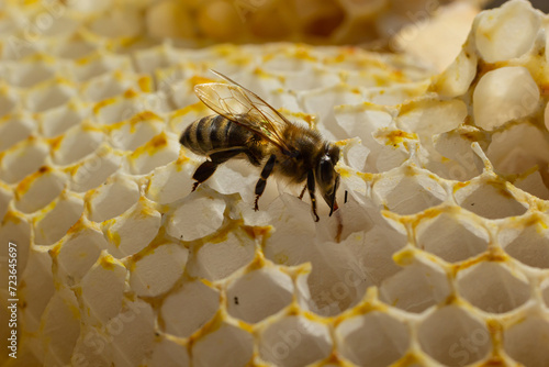 Beautiful honeycomb with bees close-up. A swarm of bees crawls through the combs collecting honey. Beekeeping, wholesome food for health