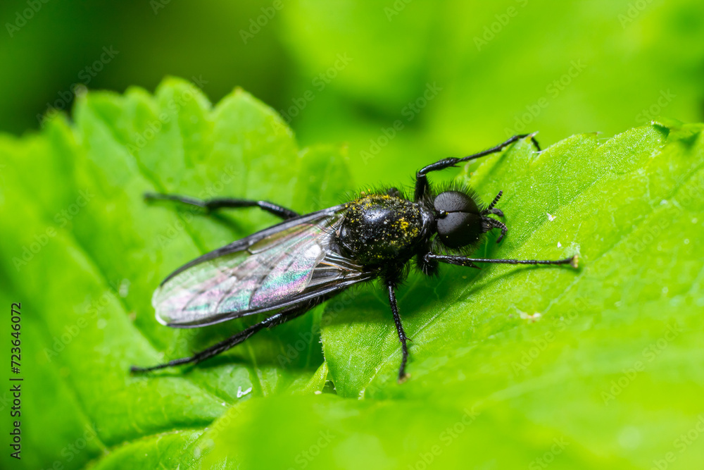 Bibio marci is a fly from the family Bibionidae called March flies and lovebugs. Larvae of this insects live in soil and damaged plant roots Bibio marci is a fly from the family Bibionidae called March flies and lovebugs. Larvae of this insects live in soil and damaged plant roots